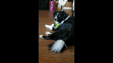 Border collie perks up when called