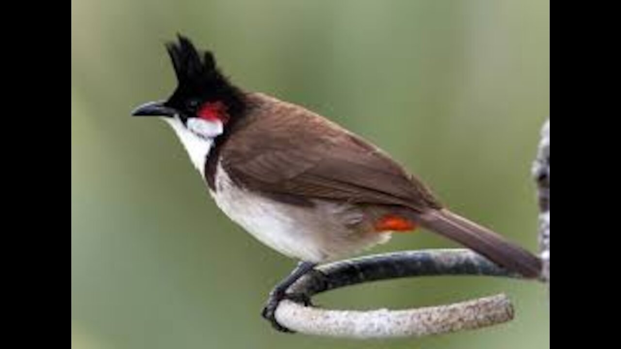 Red-Whiskered Bulbul Calling