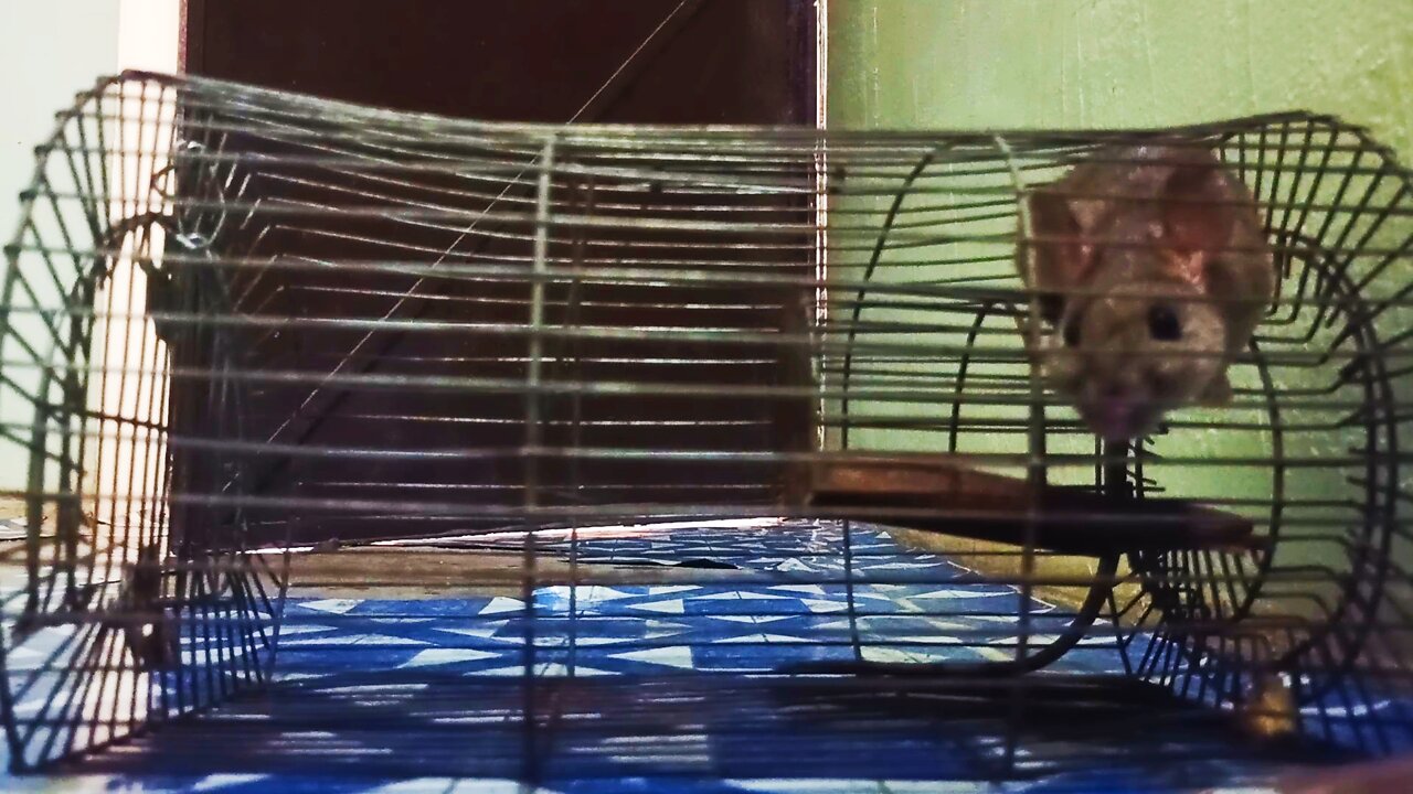 Mouse in the Cage (TIMELAPSE)