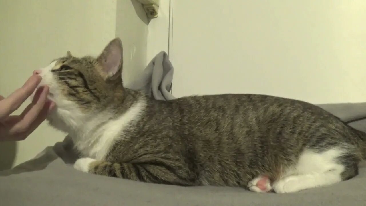 I Want Pets!
