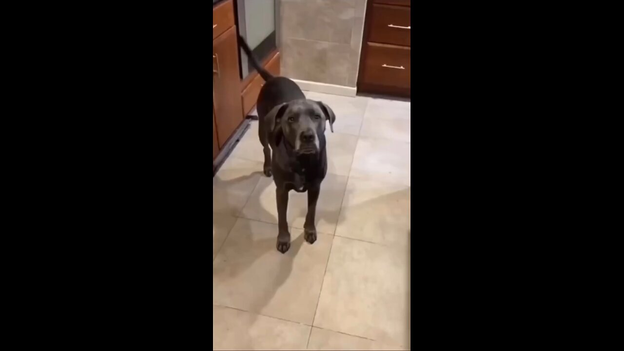 The dog was not having it 😂ðŸ˜ðŸ˜ #funny