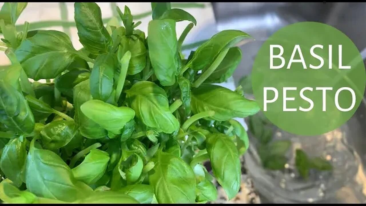 How to make homemade Basil Pesto(Nut Free / Sugar Free)