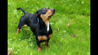 Salsicha mostra grande vontade em ser cão pastor