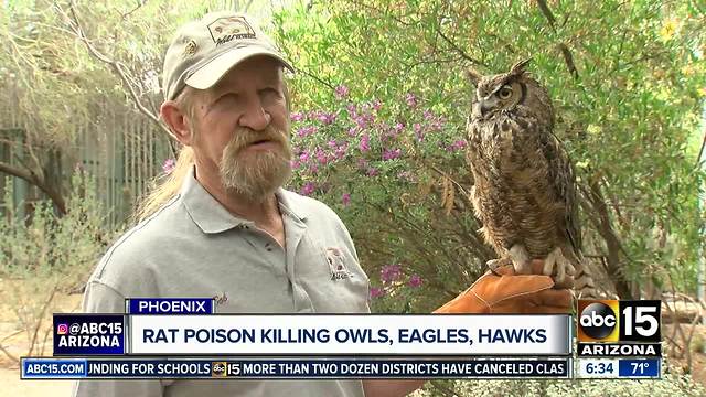 Rat poison killing owls, eagles, and hawks in the Valley