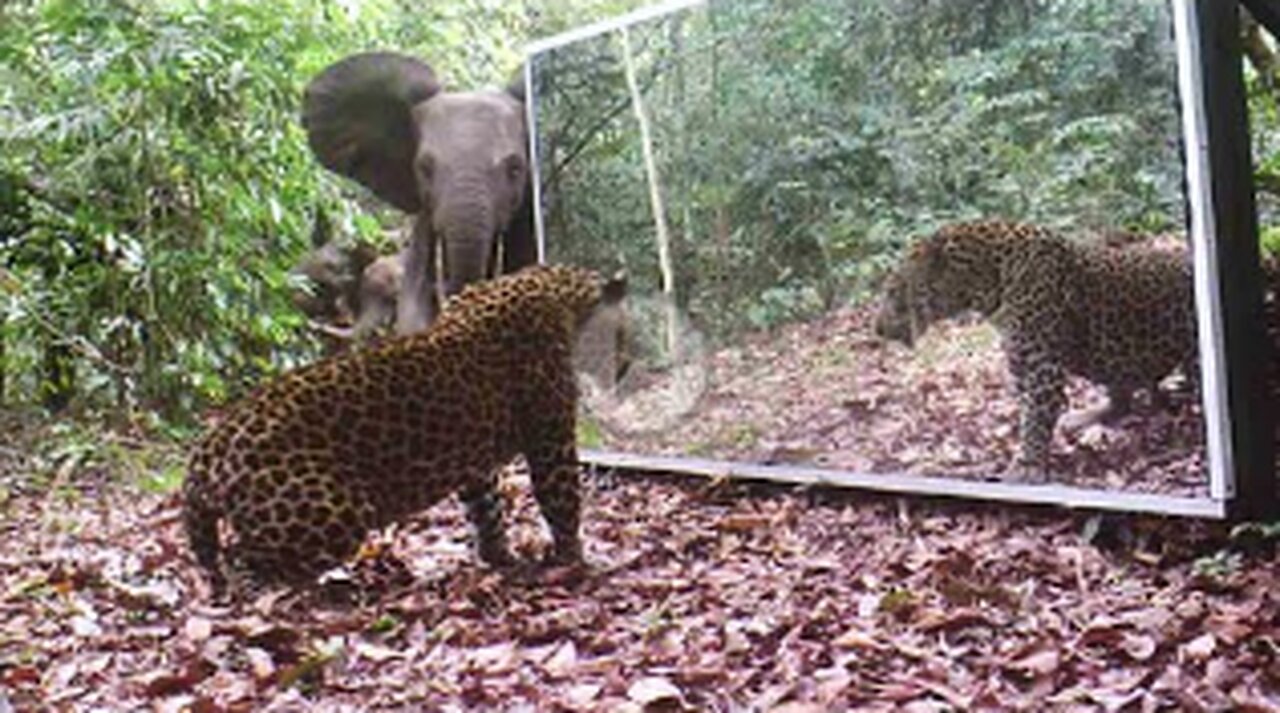 Gabon' Jungle: An Elephants Family Refuses To Share A Big Mirror With A Leopard,VIRAL,