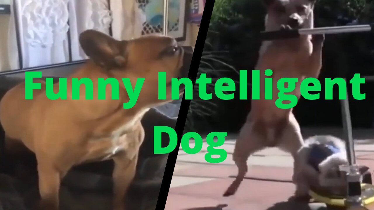 Dog Entertainment & Intelligent Dog