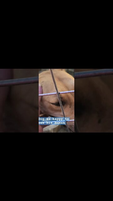 Dog smiles when he sees his human