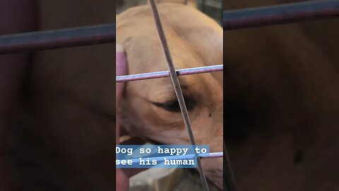 Dog smiles when he sees his human