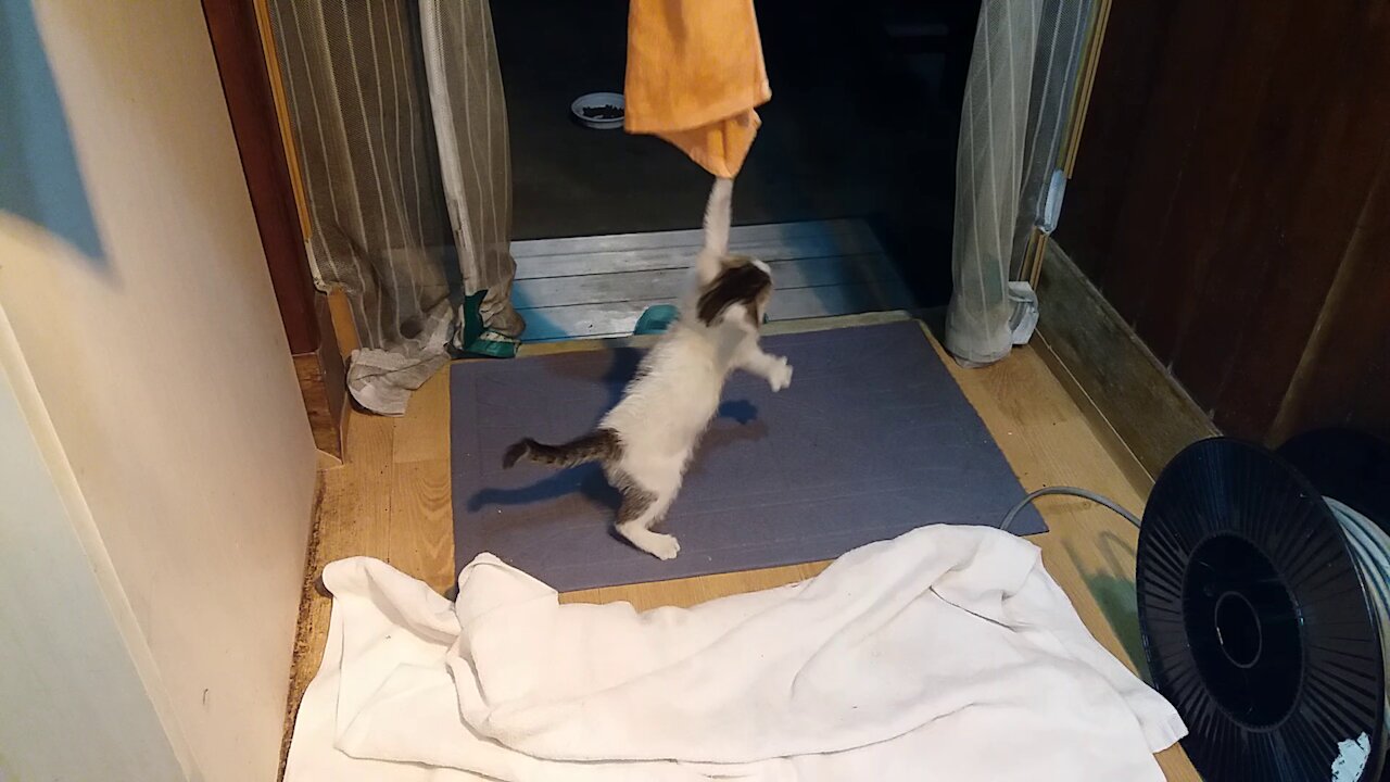 Learn one-two punch.(35day old cat - part7)