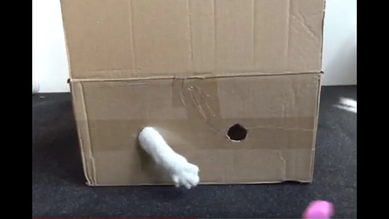 Small Cat Hides in a Box to Chase the Toy