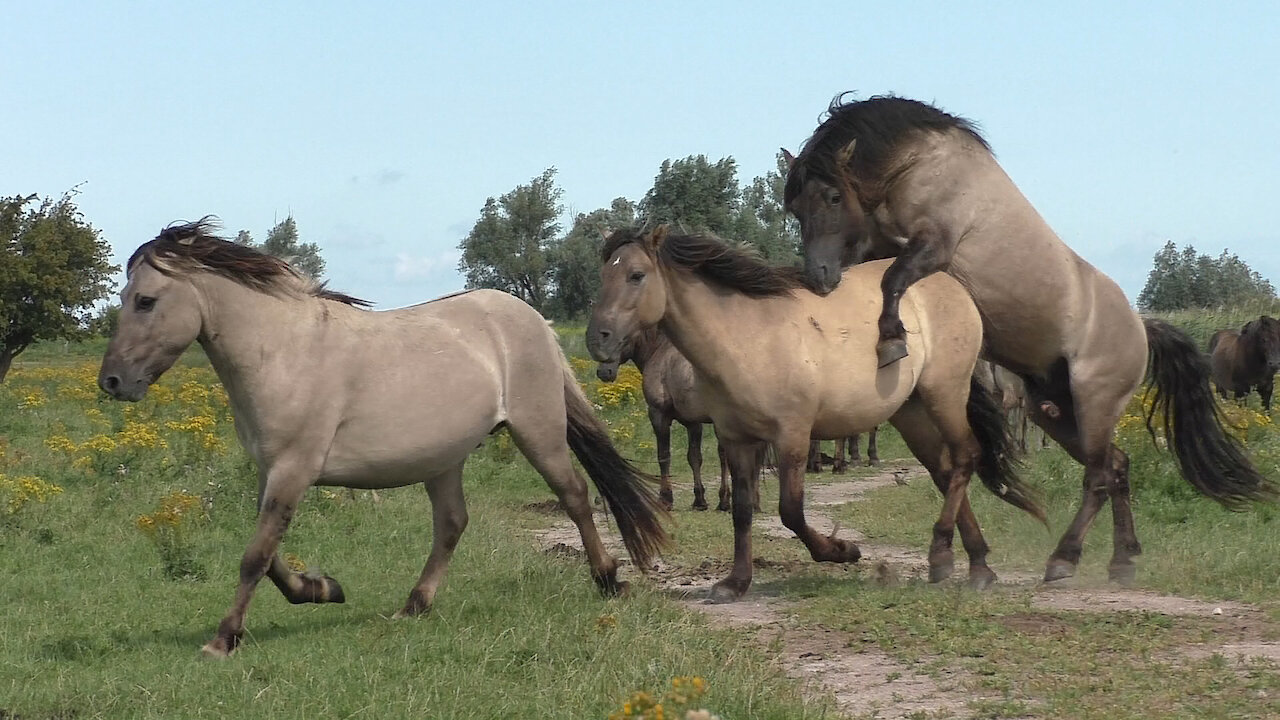 Scary moment when these wild Konik horses came to close