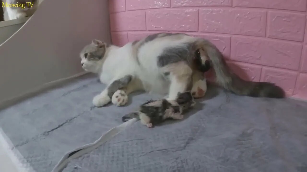 The mother cat giving birth with difficulty is always visited by another interested cat - The End.-2