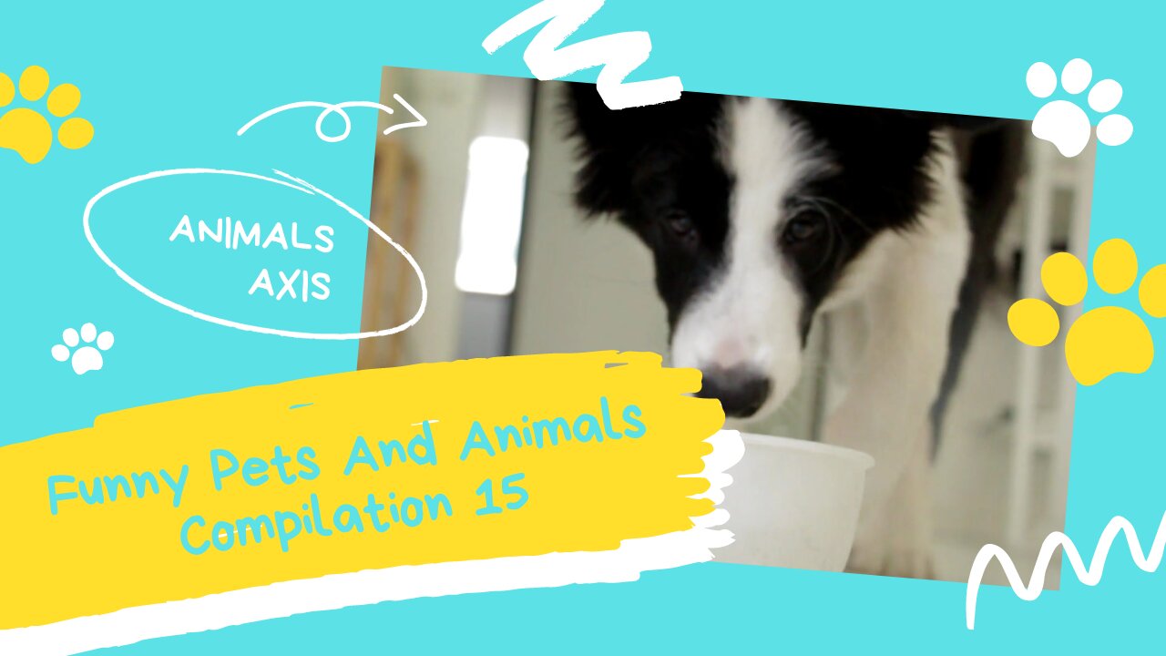 Funny Pets And Animals Compilation 15