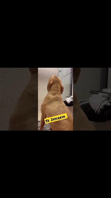 Como Cuidar do Seu Cãozinho? Veja Como Cuidar do Seu Bichinho Favorito #shorts