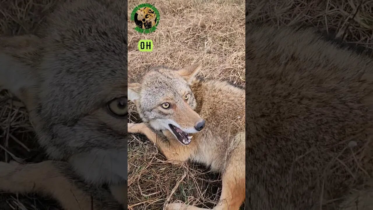 Even Meaner Gypsy Coyote #outdoors #trapping #viral #33