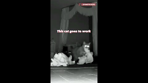 This cat sneaks around every night for the greatest reason.