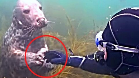 Diver Panics When Seal Won’t Let Go, Then Looks Up And Sees Why