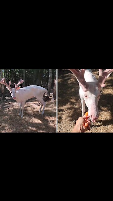 Albino whitetail deer loves being hand fed with carrots