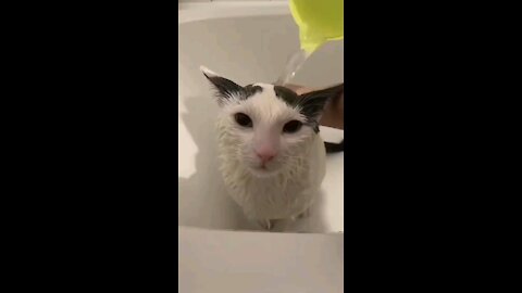 Cat reaction to bathing