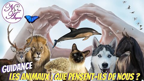 Les animaux : que pensent-ils de nous ? 27/06/2023