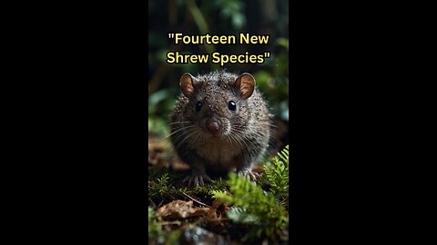 "Biologists Discover a Trove of New Shrew Species in Indonesia"