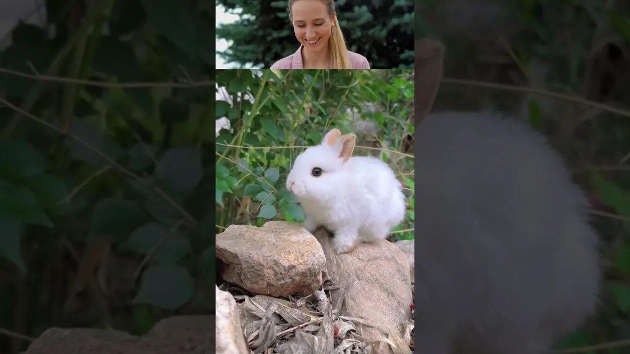 #viral #ytshort #cute rabit #pet #youtubeshort