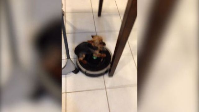 Cute Dog Gets A Ride From Roomba