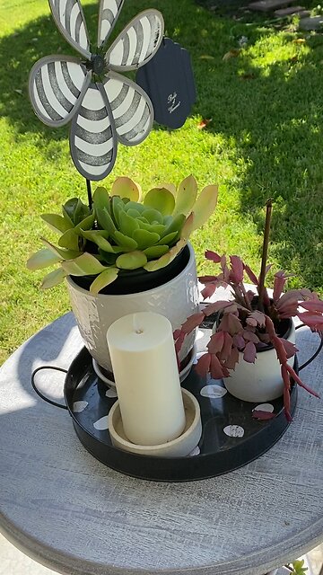 Lovely Succulents with Whirlybird