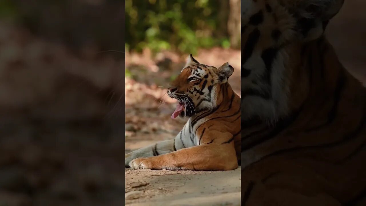 Hungry tiger 🐅 😍