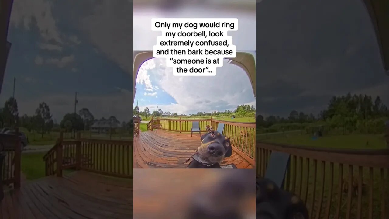 #shorts #animals #animalshorts #funny