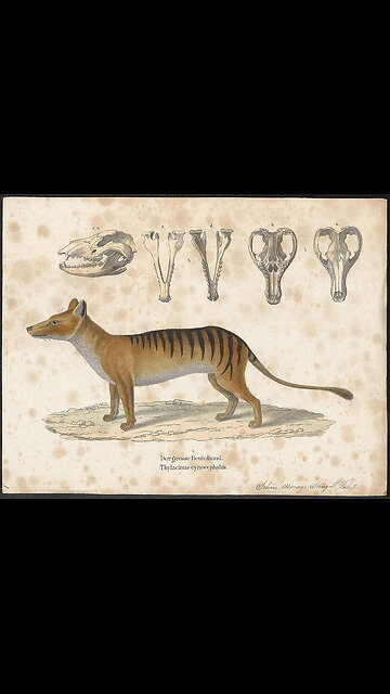 Thylacine or Tasmanian Tiger