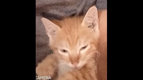 Cute 🐈🥰❤️