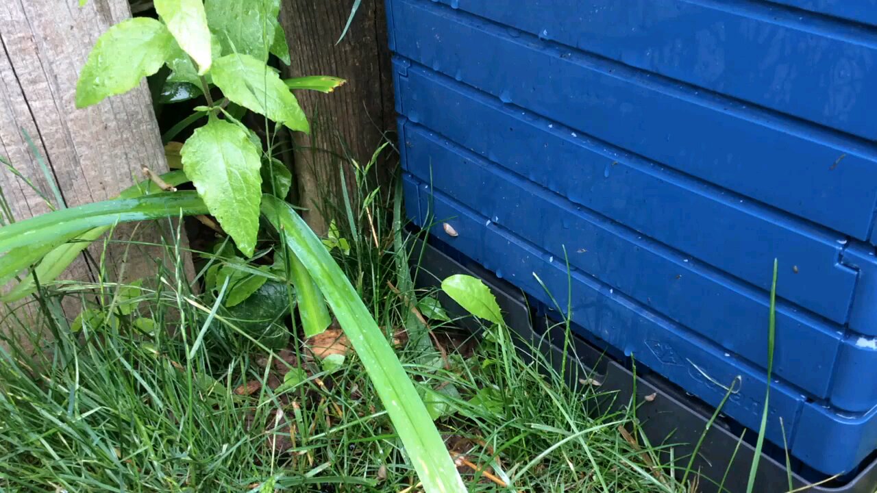 Wild Urban Gardens 2022 - Dealing with slugs in your container garden.