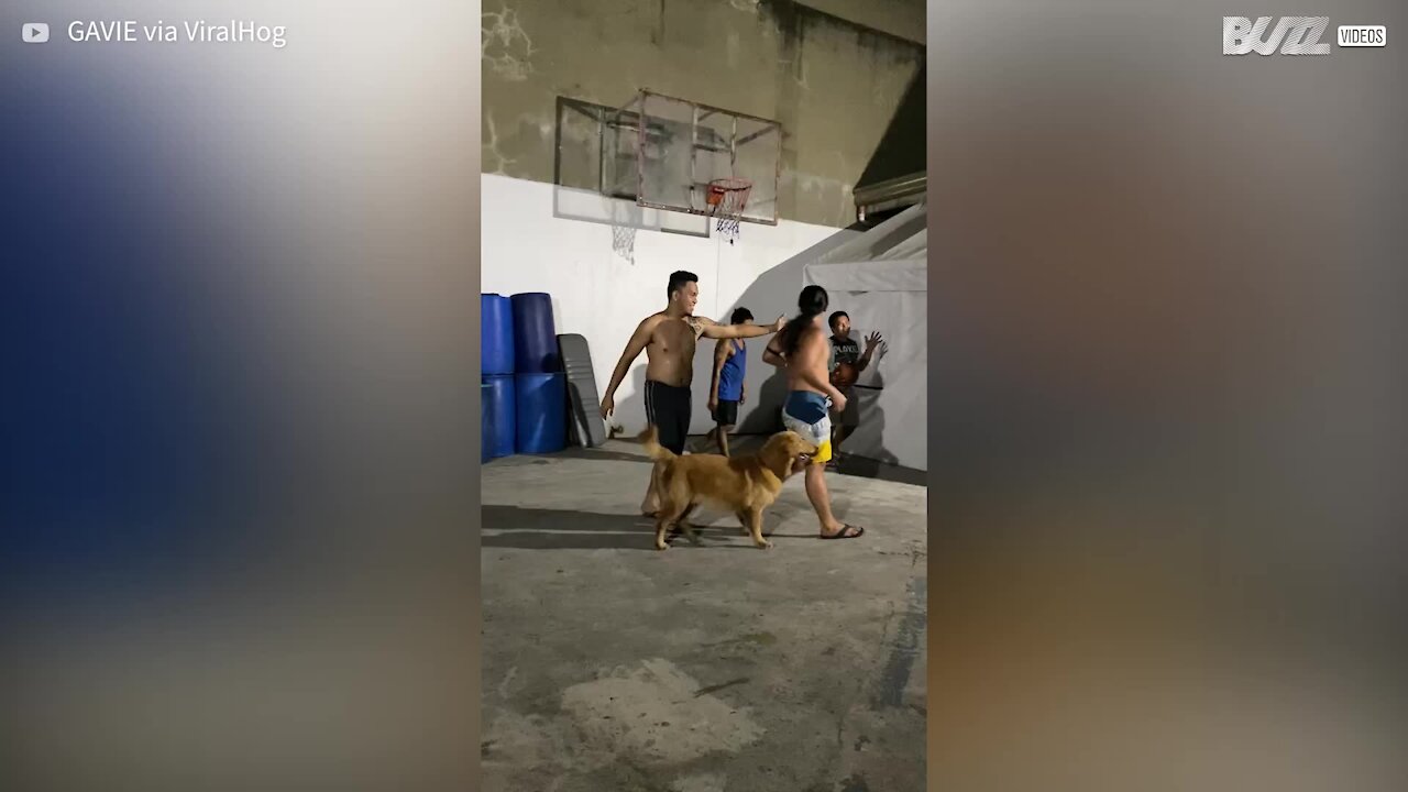 Ce golden retriever adore jouer au basket