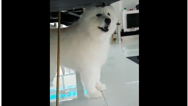 Music-loving dog sings during piano performance