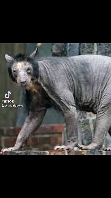 HERE I AM KING OF THE WOODS