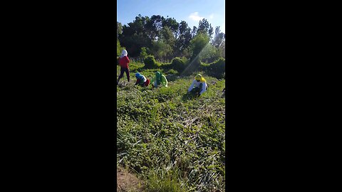 Onion harvesting