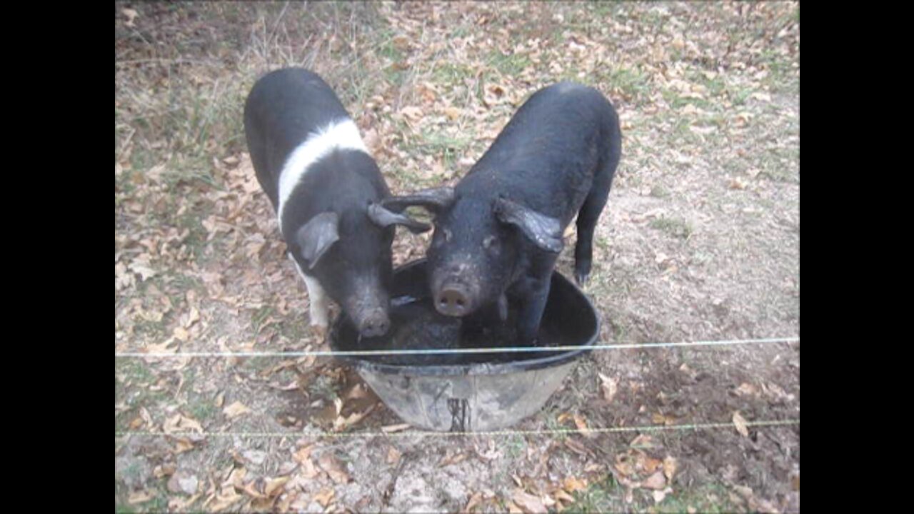 Persimmons for pigs