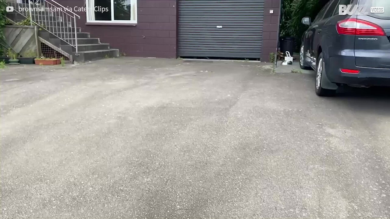 Ce chien retrouve ses maîtres après un an d'absence