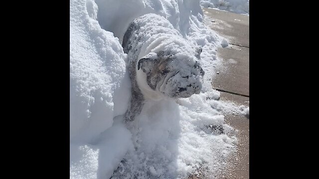 Winter-loving bulldog can't get enough of her first snow experience