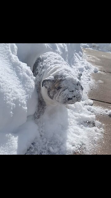 Winter-loving bulldog can't get enough of her first snow experience