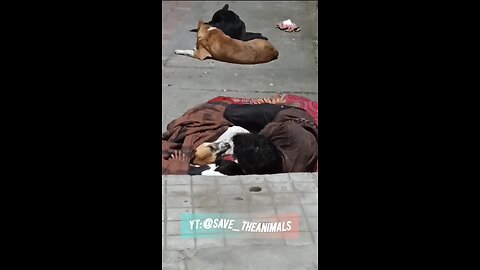 सबसे सुंदर रिश्ता है... बेज़ुबान और इंसान का | #save_theanimals #shorts #viral #love #funny #lovedogs