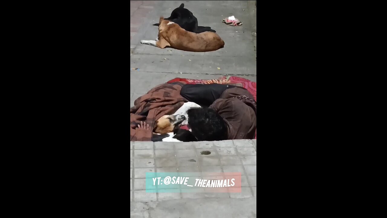 सबसे सुंदर रिश्ता है... बेज़ुबान और इंसान का | #save_theanimals #shorts #viral #love #funny #lovedogs