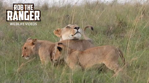 Lion Pride Spots A Cheetah | Maasai Mara Safari | Zebra Plains