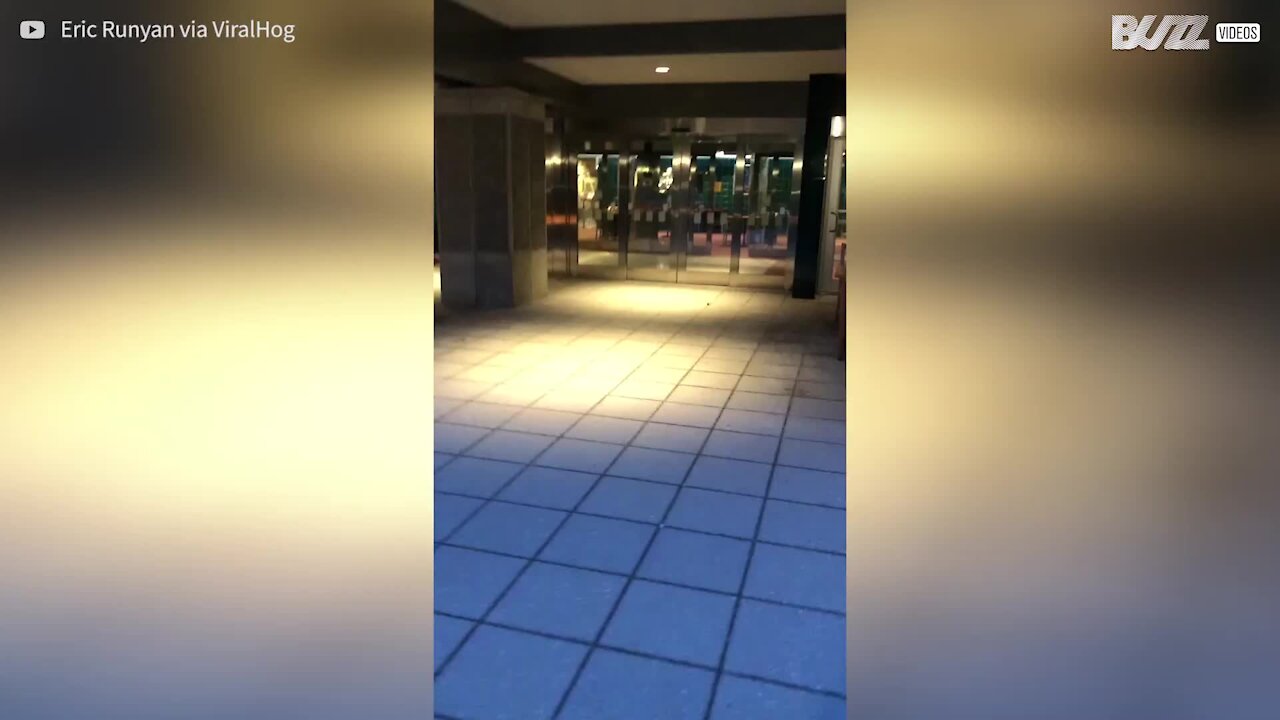 Bear invades Alaska hotel and starts to explore