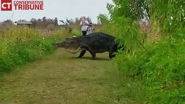 Internet Freaks After Man Films Scene Right From 'Jurassic Park'