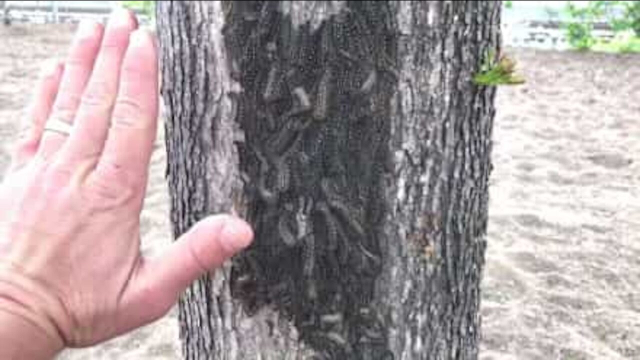 Impressionante agglomerato di bruchi in Canada