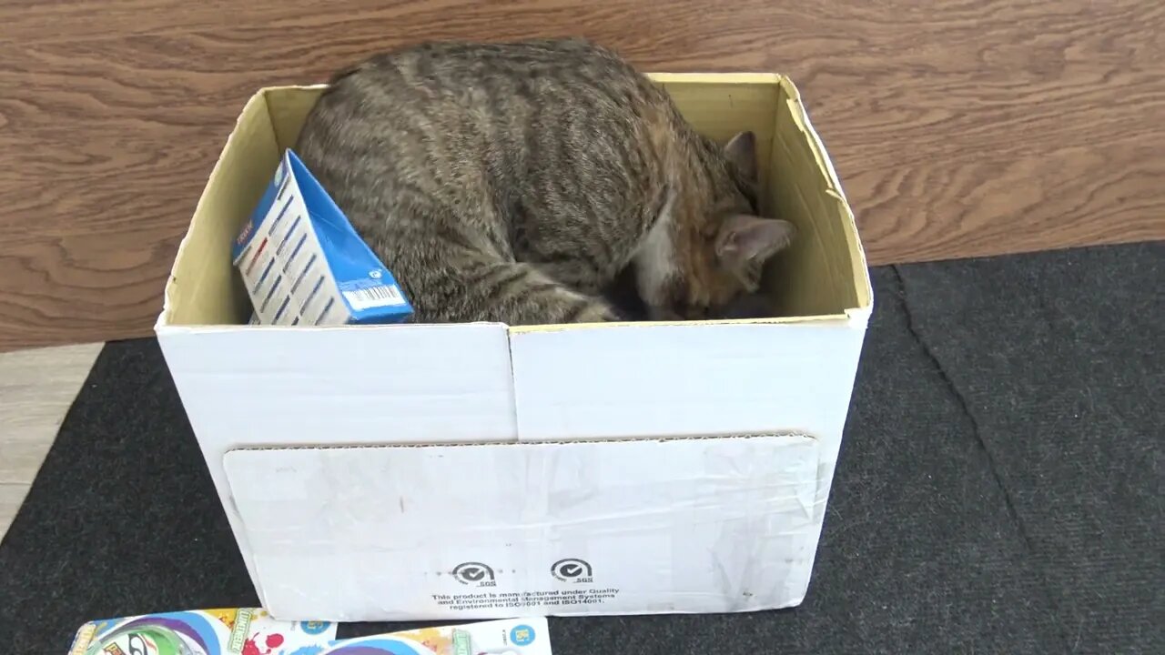 Funny Cat Reaction to Catnip