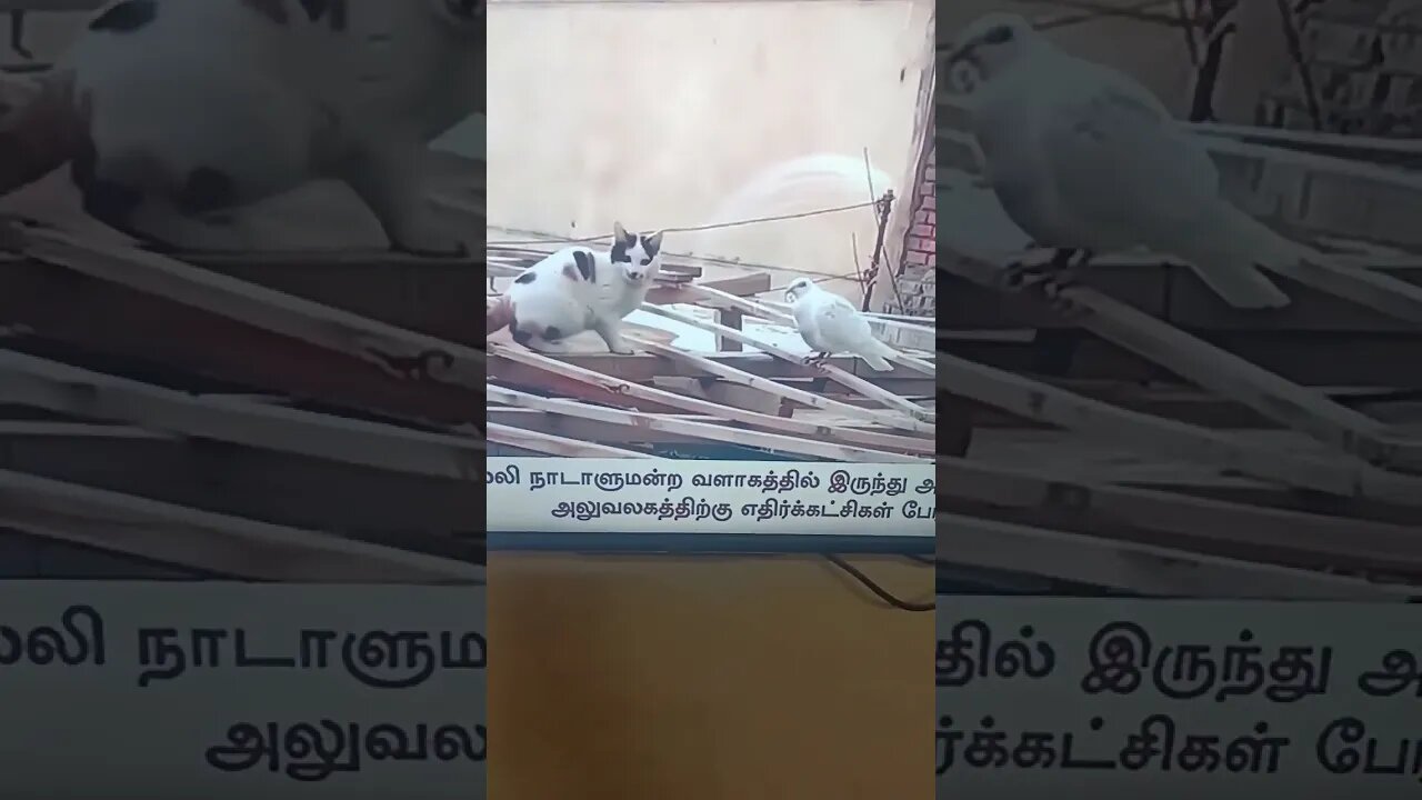Cat Dove Kiss #cat #dove #kiss #thalapathy