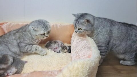 Dad cat meet His New Born Kitten And Kisses Mom Cat